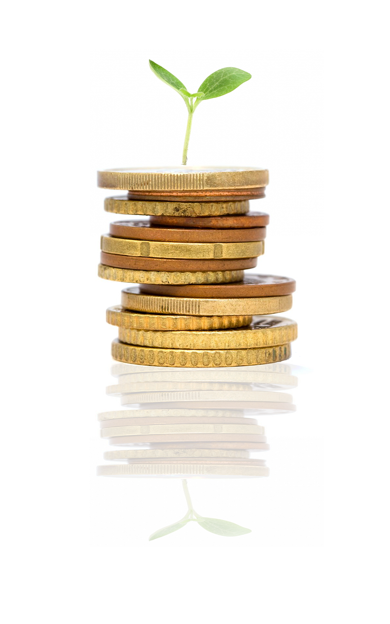 startup, growing, plant, nature, idea, investment, money, sprout, reflection